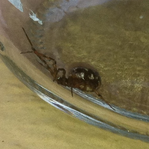 Steatoda triangulosa